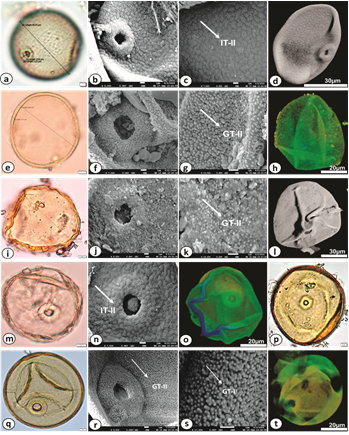 Pollen micro-morphology of Cereal pollen